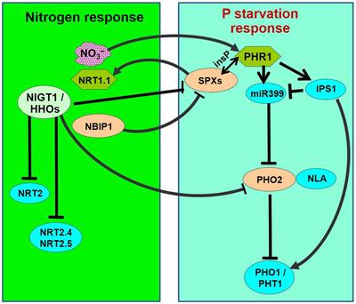 Interaction Between Macro‐ and Micro-Nutrients in Plants